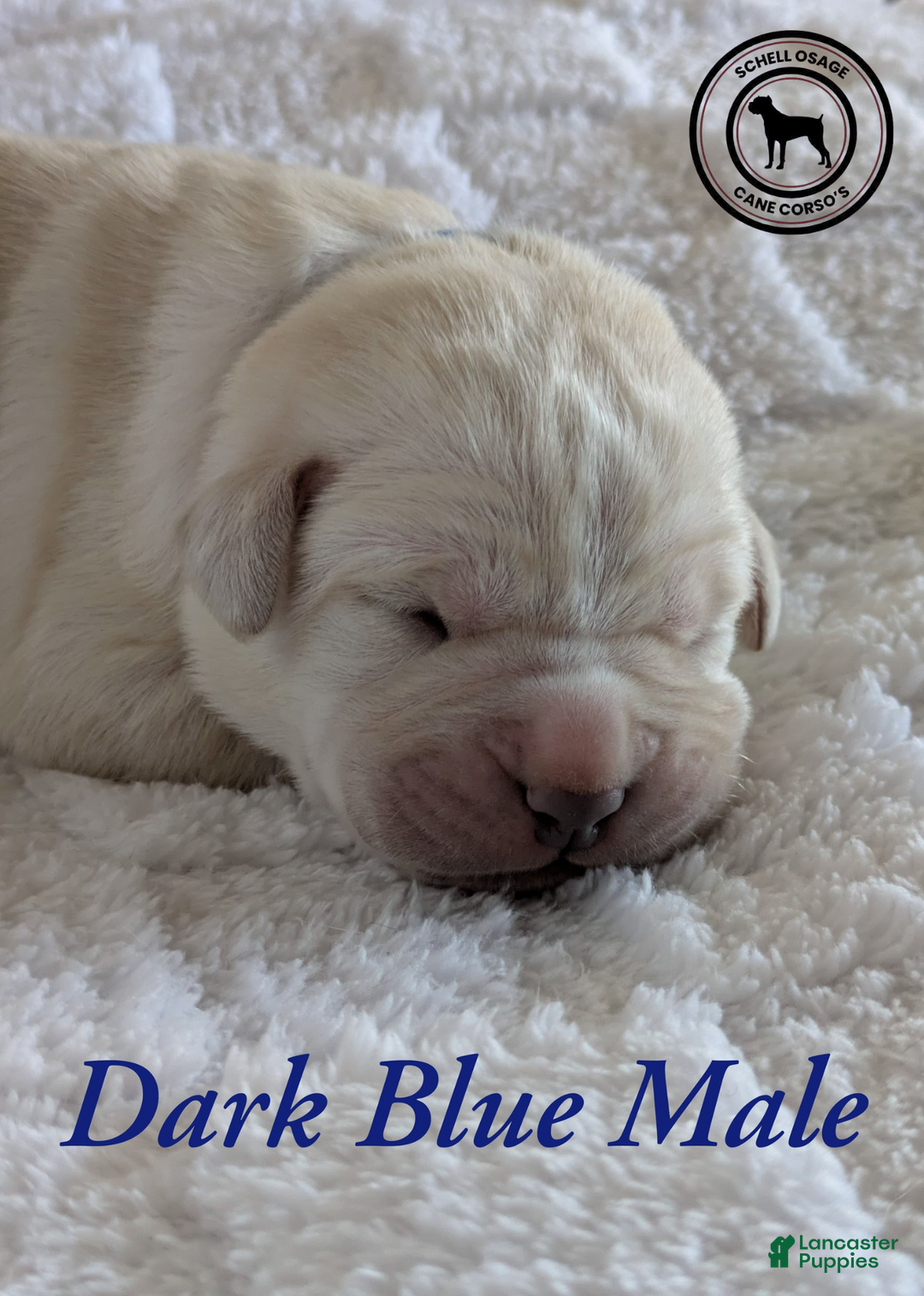 Cane Corso dogs for sale: Dark Blue - Ad 4