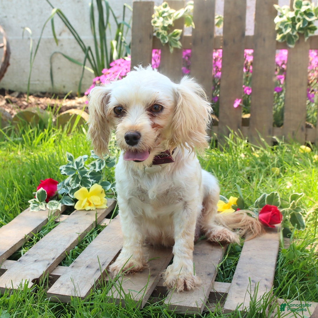 Maltipoo dogs for sale: Molly - Ad 4