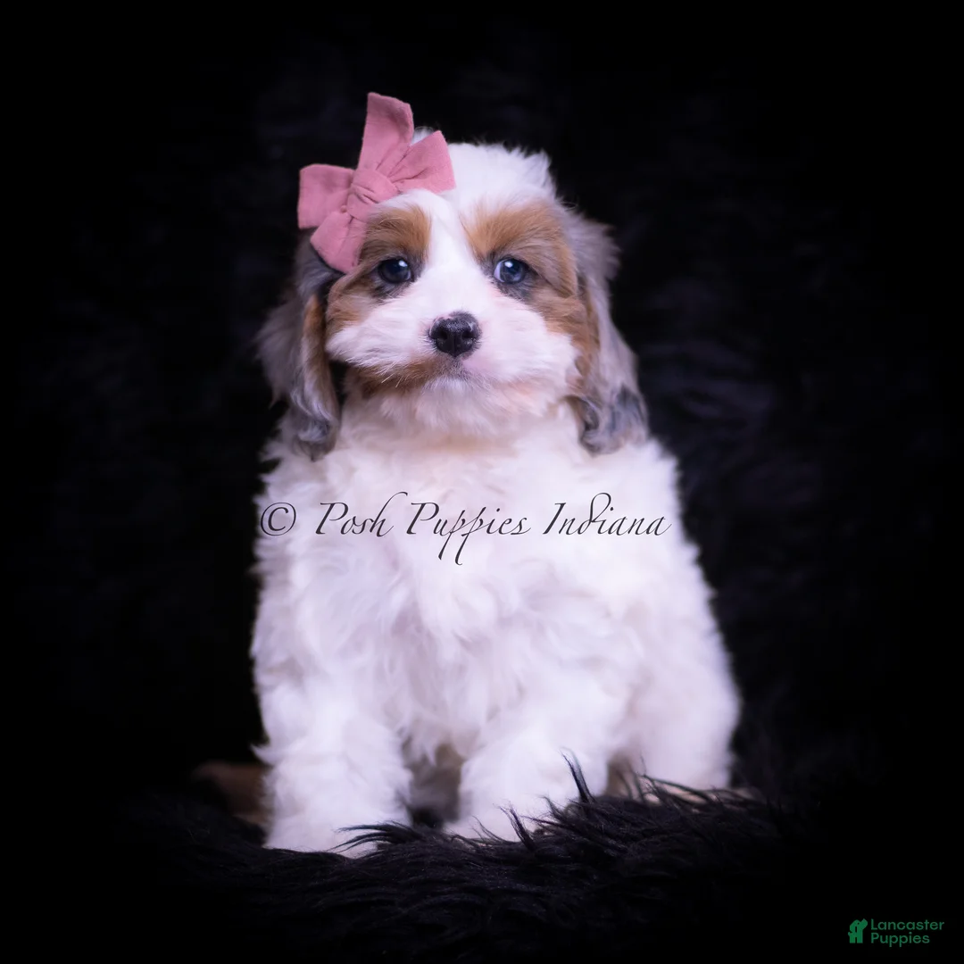 Cavapoo dogs for sale: Rainbow Dash - Ad 7