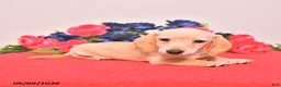 Miniature Dachshund dogs for sale: Wesley - Ad 5