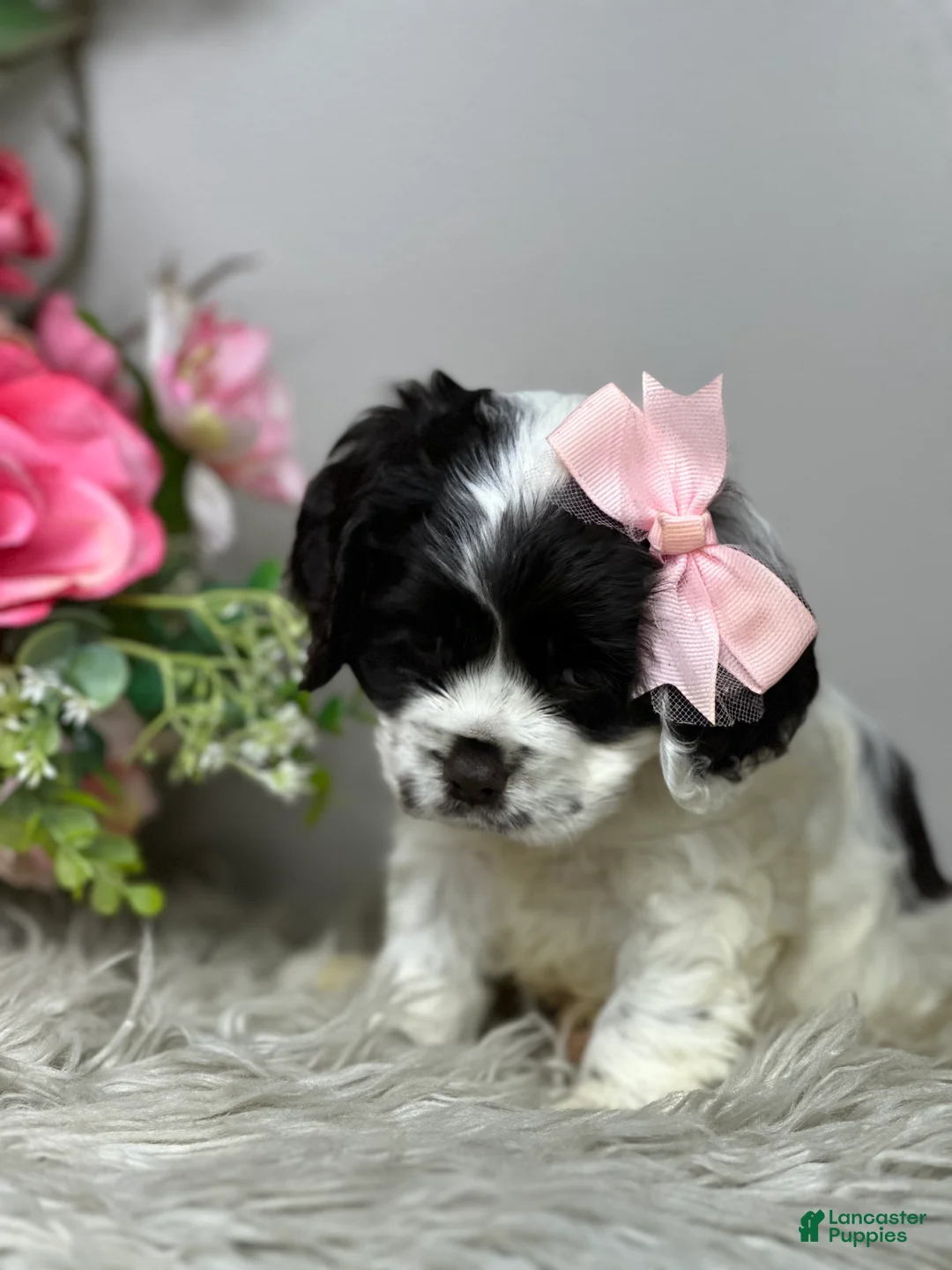 Cocker Spaniel dogs for sale: Rosie  - Ad 5