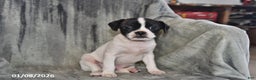 Mixed Breed dogs for sale: Lightning - Ad 5