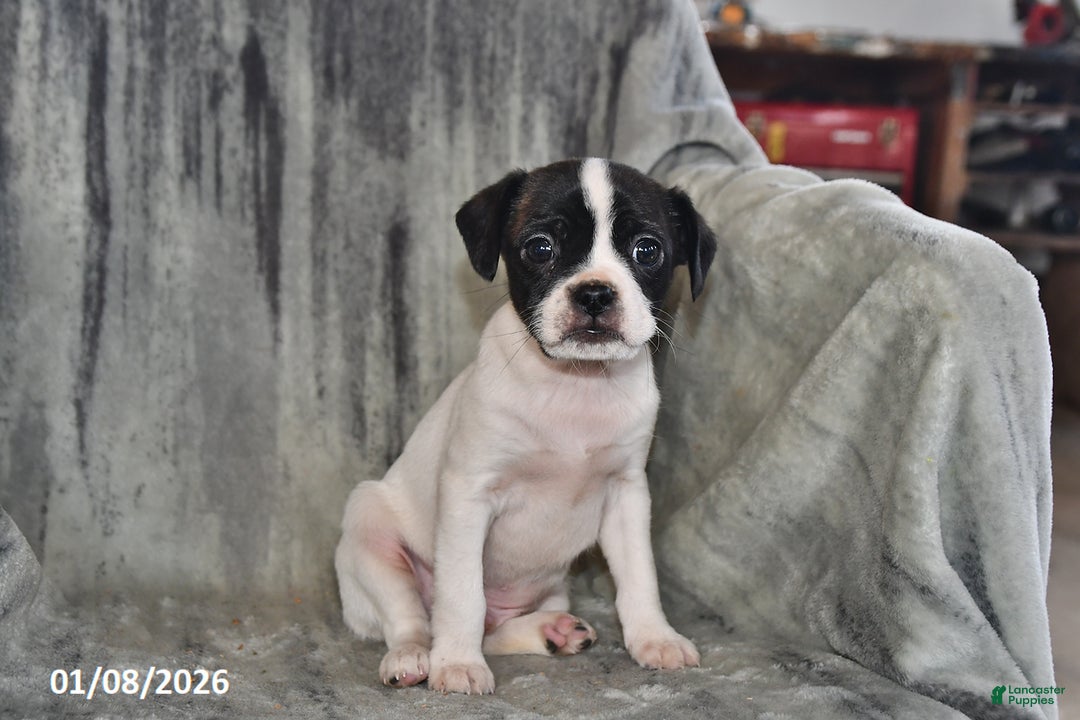 Mixed Breed dogs for sale: Lightning - Ad 5