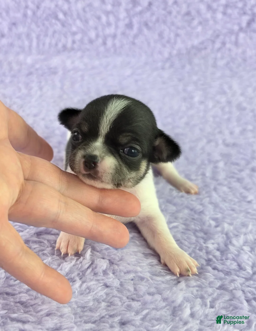 Chihuahua dogs for sale: AKC Fiona  - Ad 1