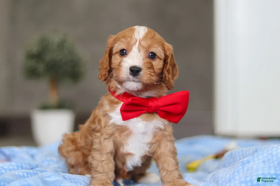 Cavapoo dogs for sale: Rocky - Ad 8