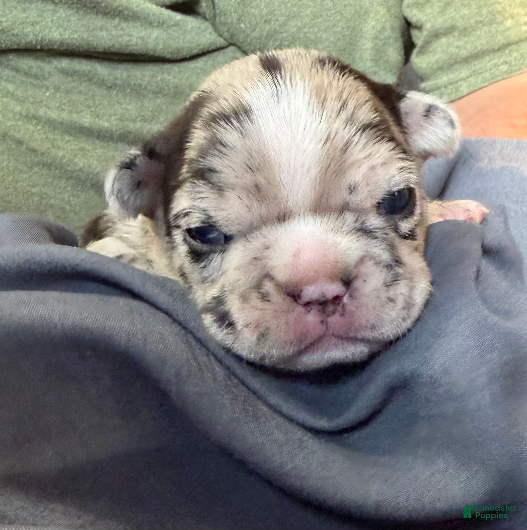 Mixed Breed dogs Maggie - Ad 15