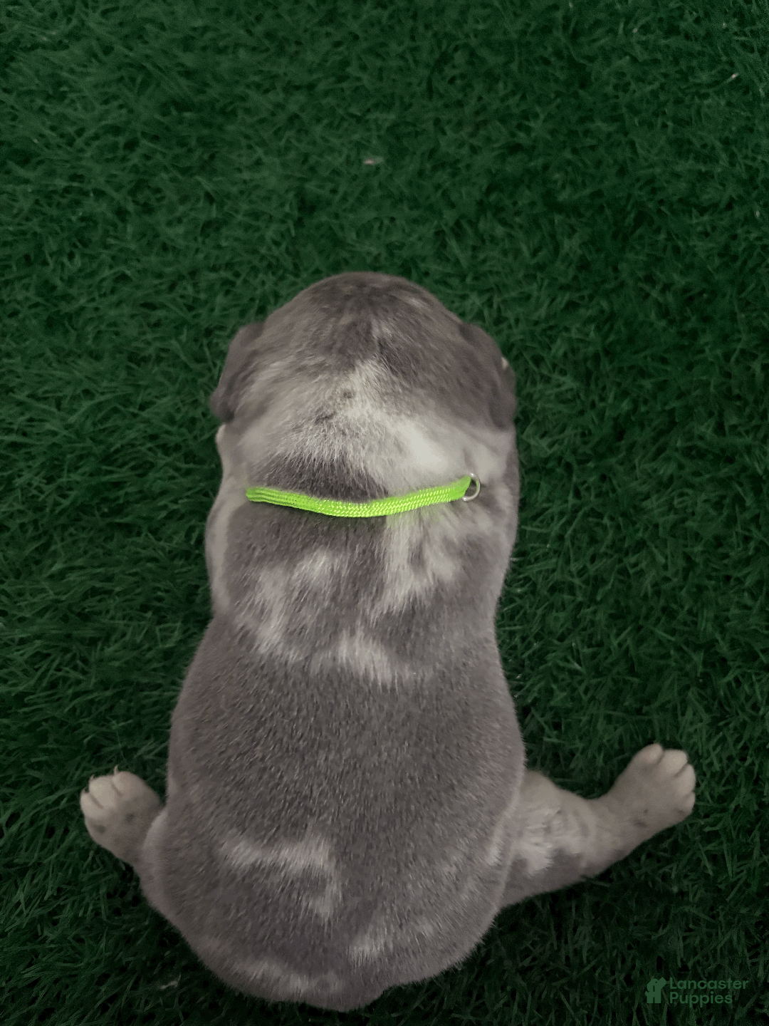 French Bulldog dogs for sale: minni - Ad 2