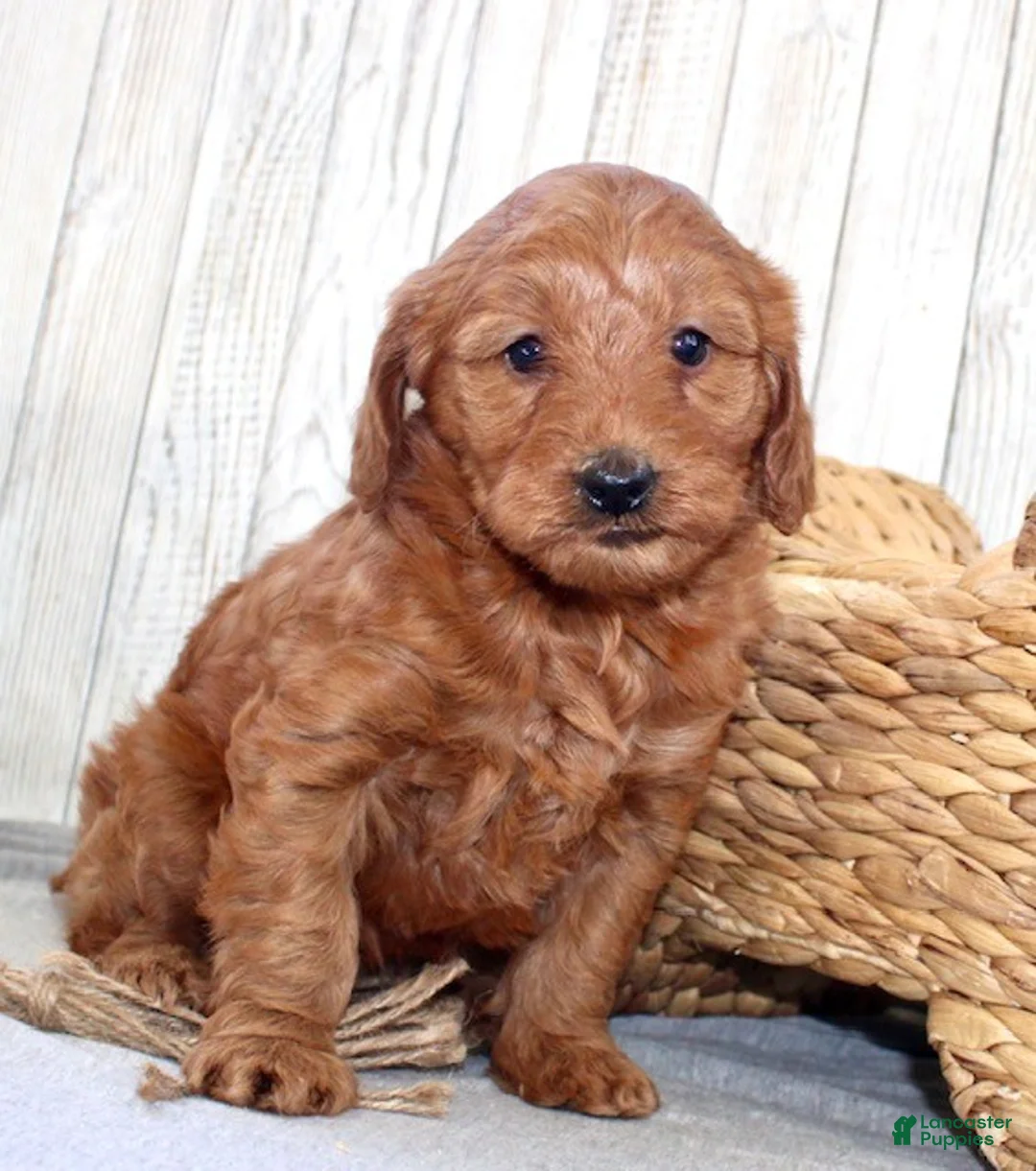Mini Goldendoodle dogs for sale: Stella - Ad 5