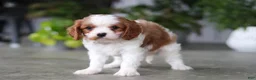 Cavalier King Charles Spaniel dogs for sale: Maverick - Ad 5