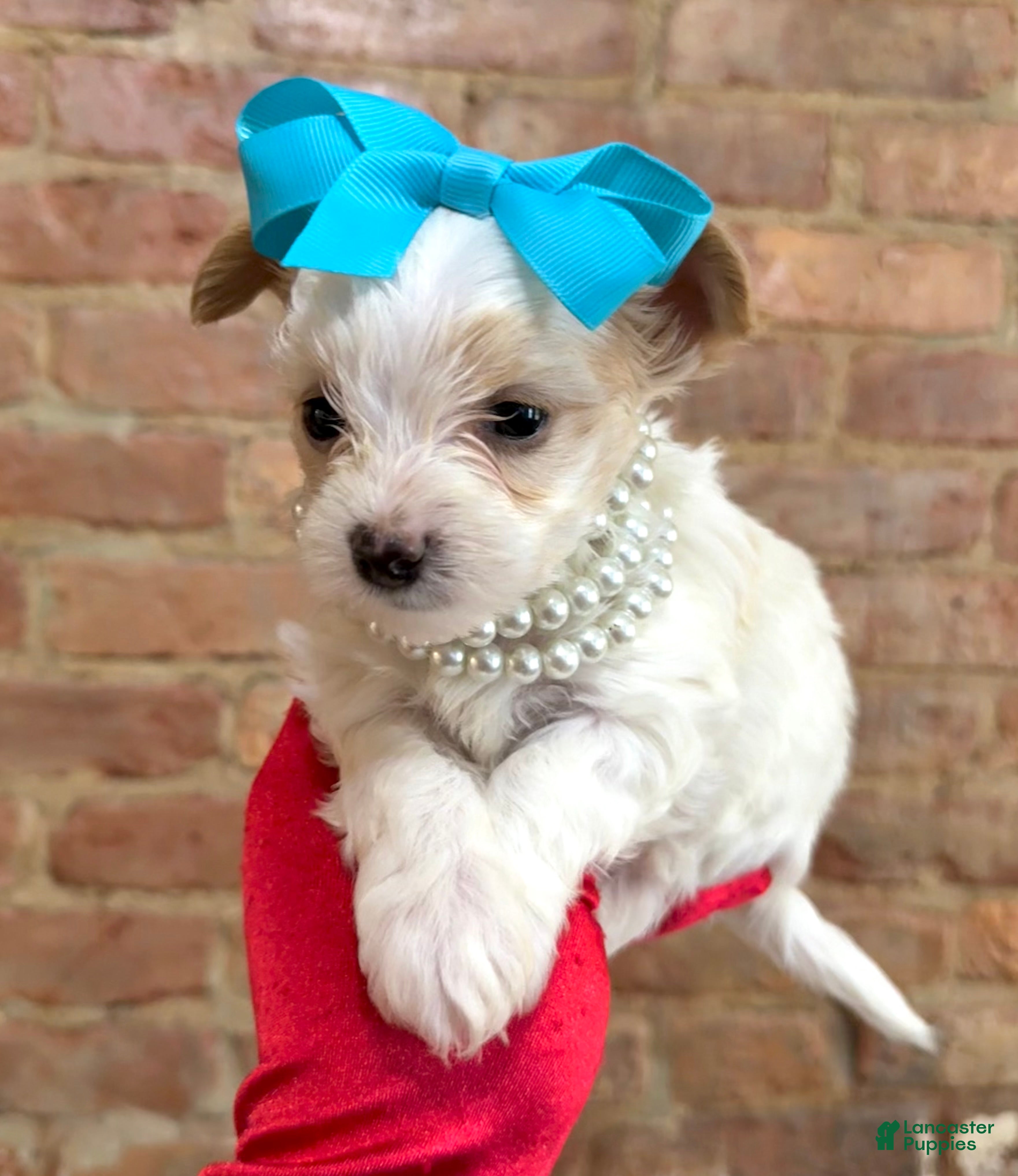Yorkshire Terrier dogs Mango - Ad 2