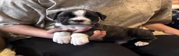 Boxer dogs for sale: Liberty - Ad 3
