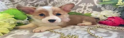 Welsh Corgi Pembroke dogs for sale: Mindy - Ad 9