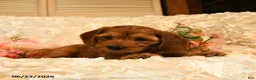 Mini Goldendoodle dogs for sale: Griffin - Ad 4