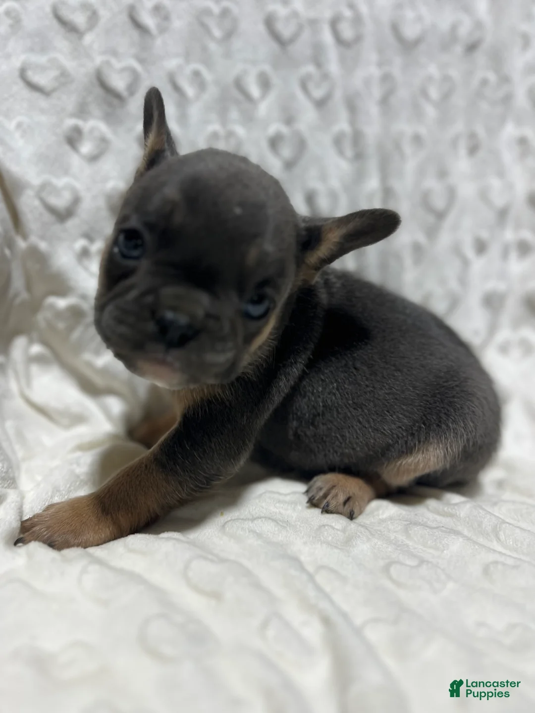 French Bulldog dogs for sale: French Bulldog Puppy 6 - Ad 6