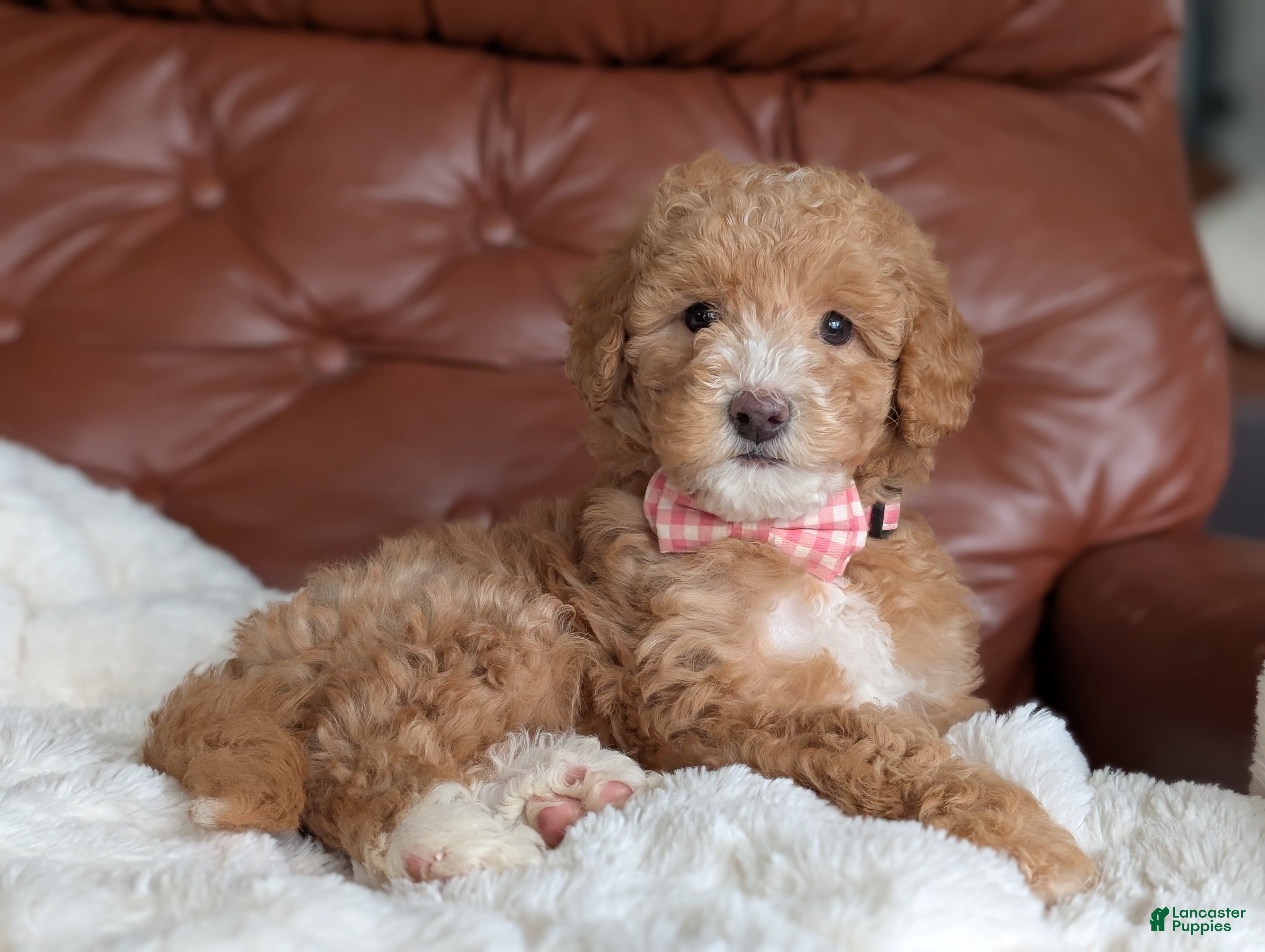 Mini Goldendoodle dogs Waffle - Ad 1