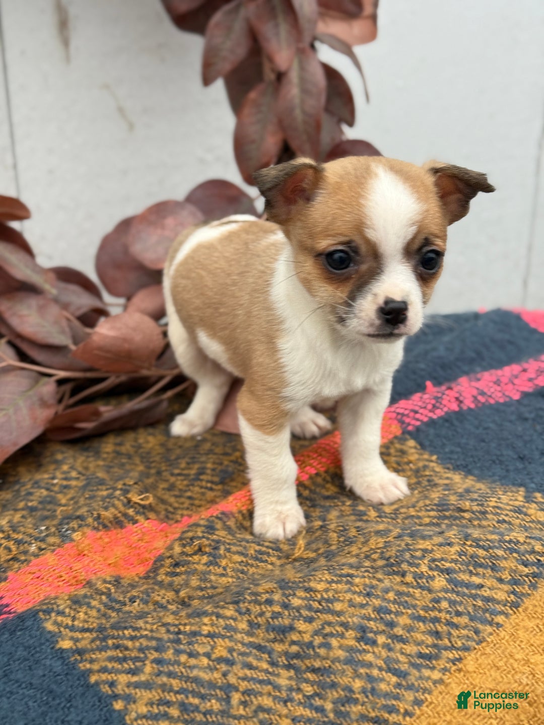 Chihuahua dogs for sale: Buddy - Ad 15