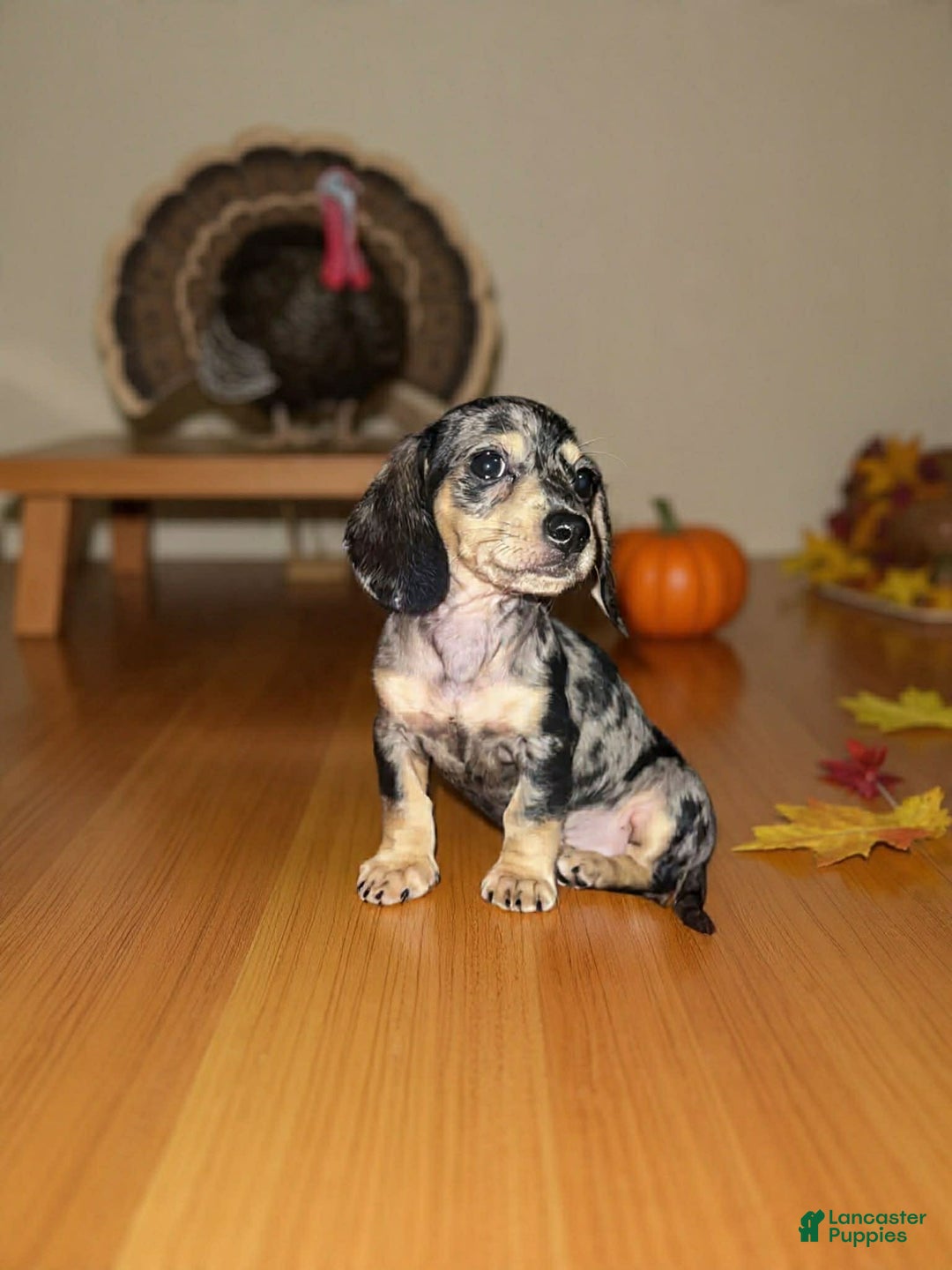 Dachshund dogs for sale: Polkadot - Ad 2