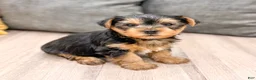 Yorkshire Terrier dogs for sale: Dash - Ad 6