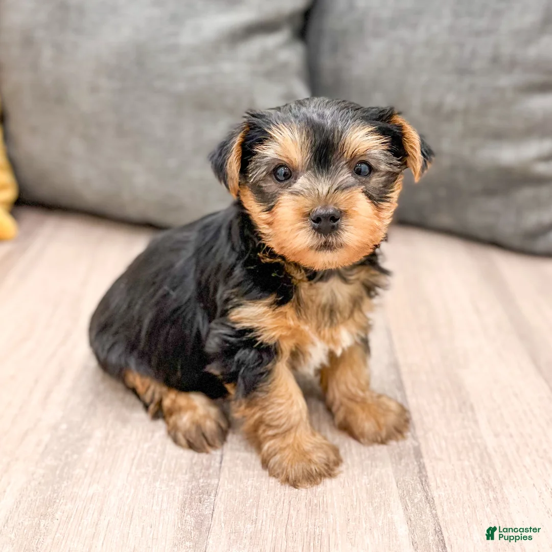 Yorkshire Terrier dogs for sale: Dash - Ad 6