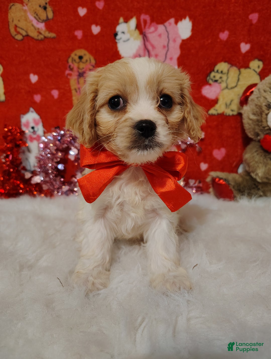 Cavapoo dogs for sale: Lola - Ad 1