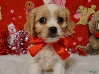 Cavapoo dogs Lola - Ad 21