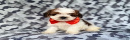 Shihpoo dogs for sale: Chestnut - Ad 2