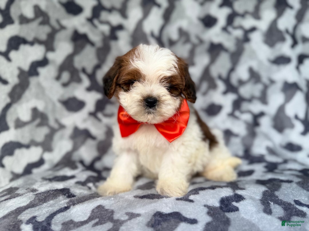 Shihpoo dogs for sale: Chestnut - Ad 2