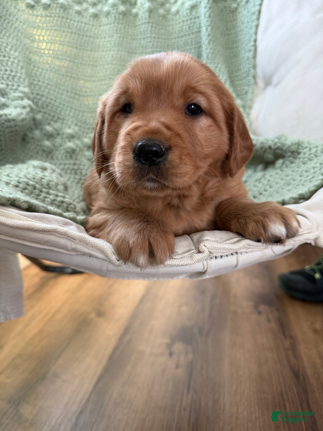 Golden Retriever dogs for sale: Summer - Ad 2