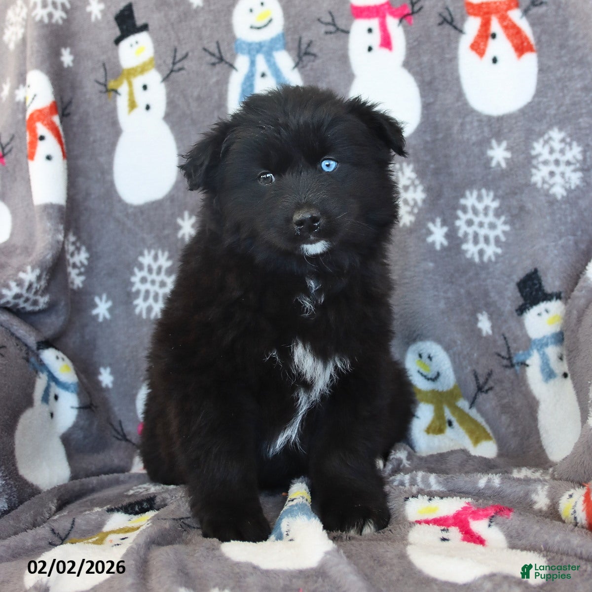 Pomsky dogs Bear  - Ad 25