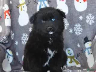 Pomsky dogs Bear - Ad 31