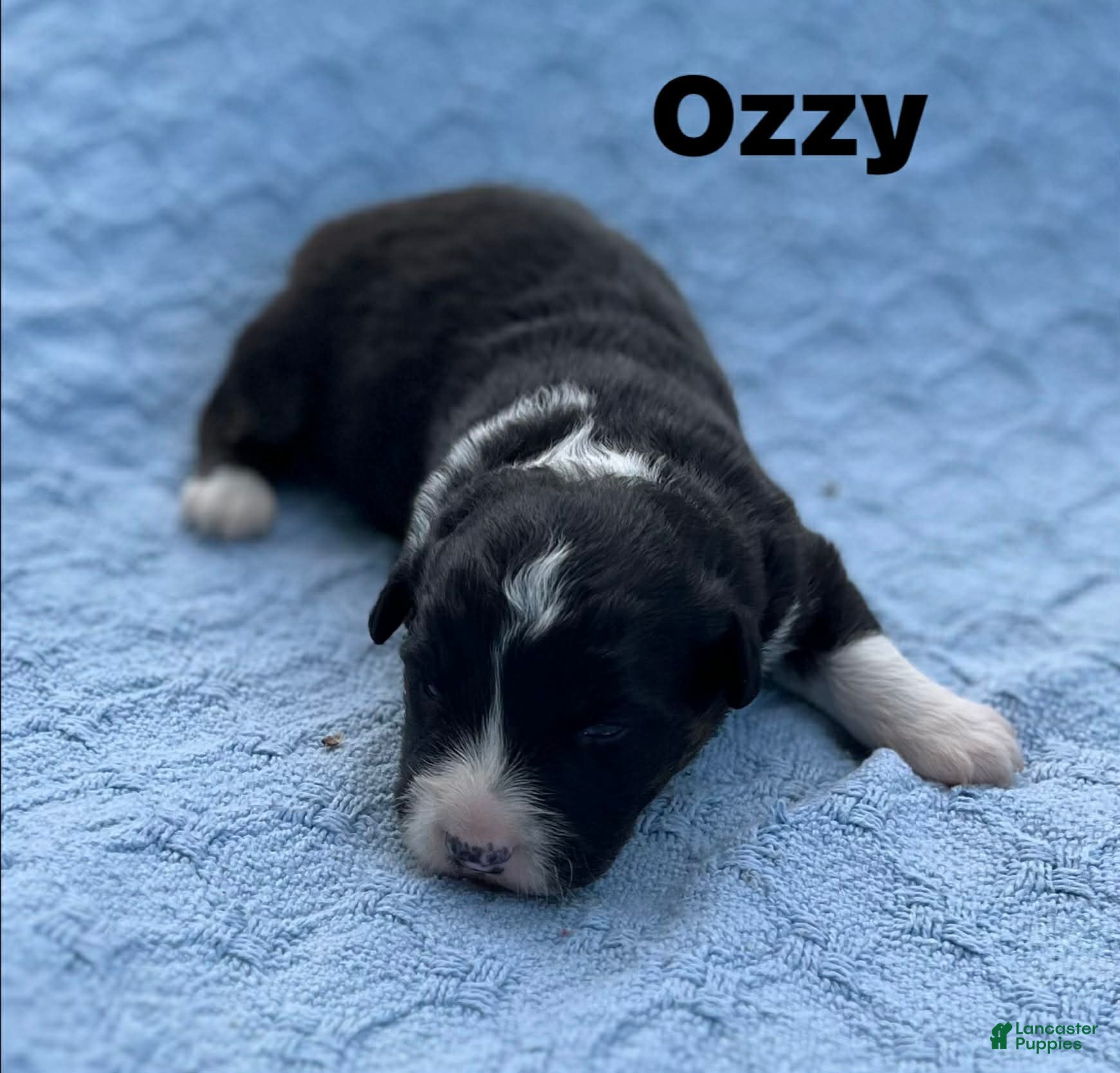 Welsh Corgi Cardigan dogs Ozzy - Ad 3
