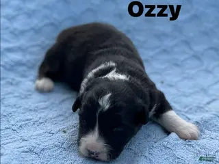 Welsh Corgi Cardigan dogs Ozzy - Ad 3