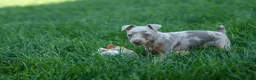 Miniature Pinscher dogs for sale: MOLLY - Ad 12