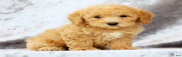 Bichpoo dogs for sale: Evan - Ad 6