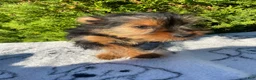 Yorkshire Terrier dogs for sale: Trinket - Ad 3