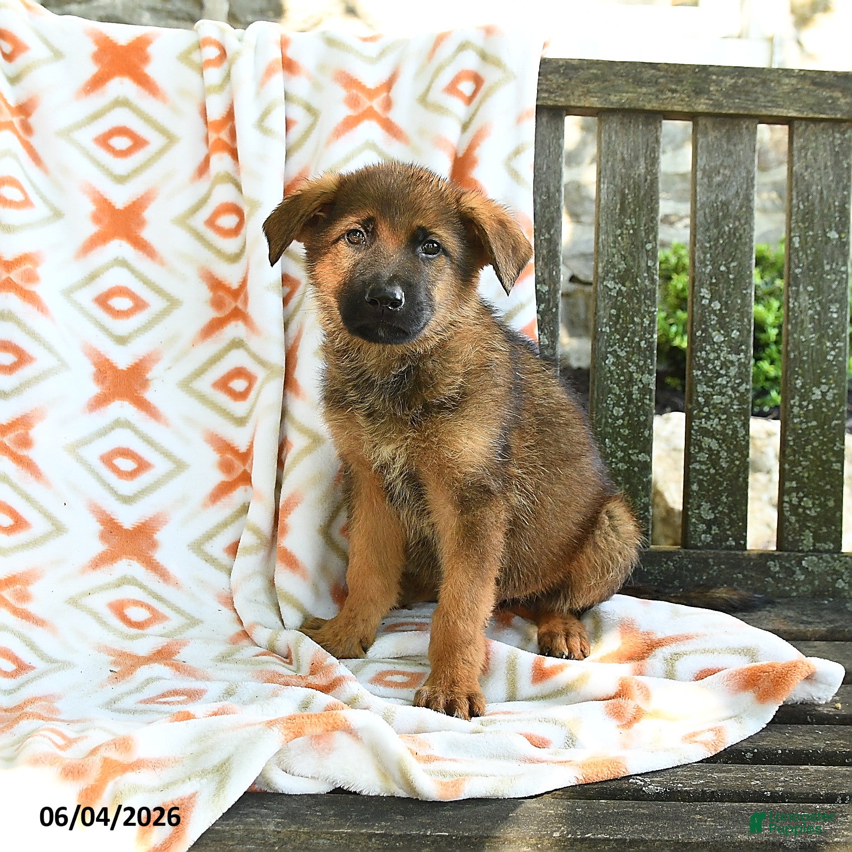 German Shepherd dogs Barry - Ad 1