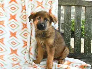 German Shepherd dogs for sale: Barry - Ad 2