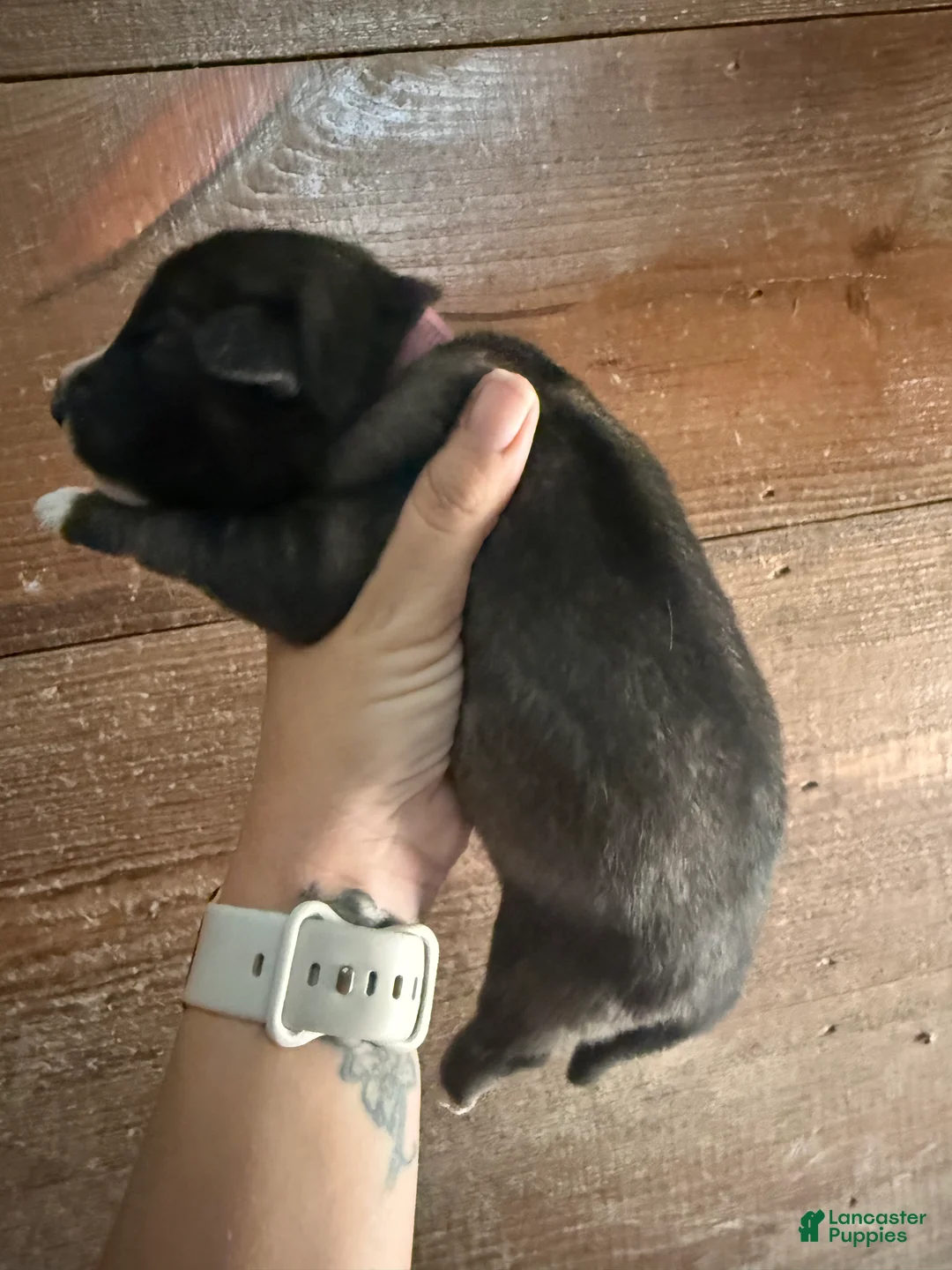 Gerberian Shepsky dogs for sale: Teeter - Ad 2