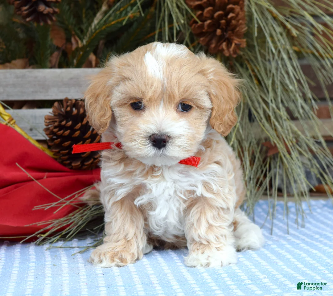 Maltipoo dogs for sale: Milo - Ad 8