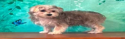 Yochon dogs for sale: Kona - Ad 2