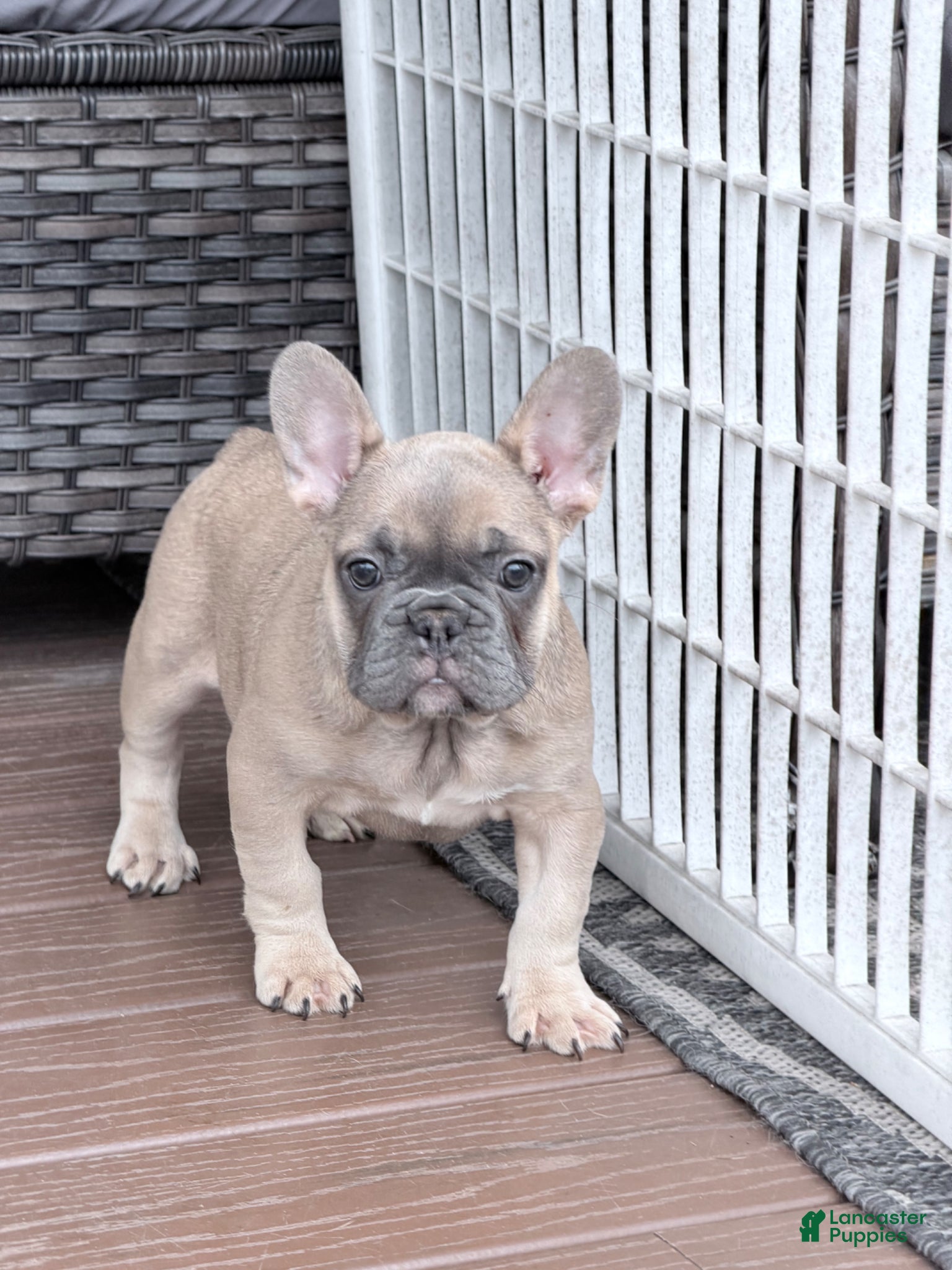 French Bulldog dogs for sale: Max - Ad 2