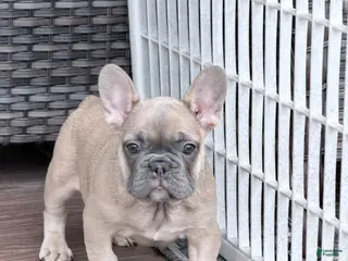 French Bulldog dogs for sale: Max - Ad 2
