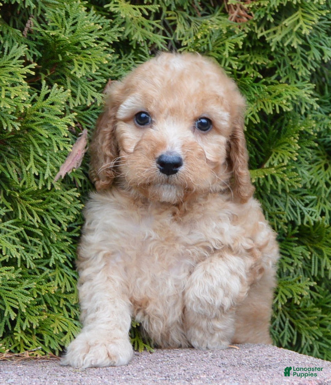 Irish Doodle dogs for sale: Mini Izzy - Ad 7