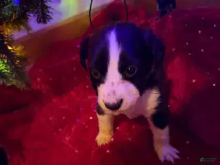 Collie dogs Collie Puppy 2 - Ad 28