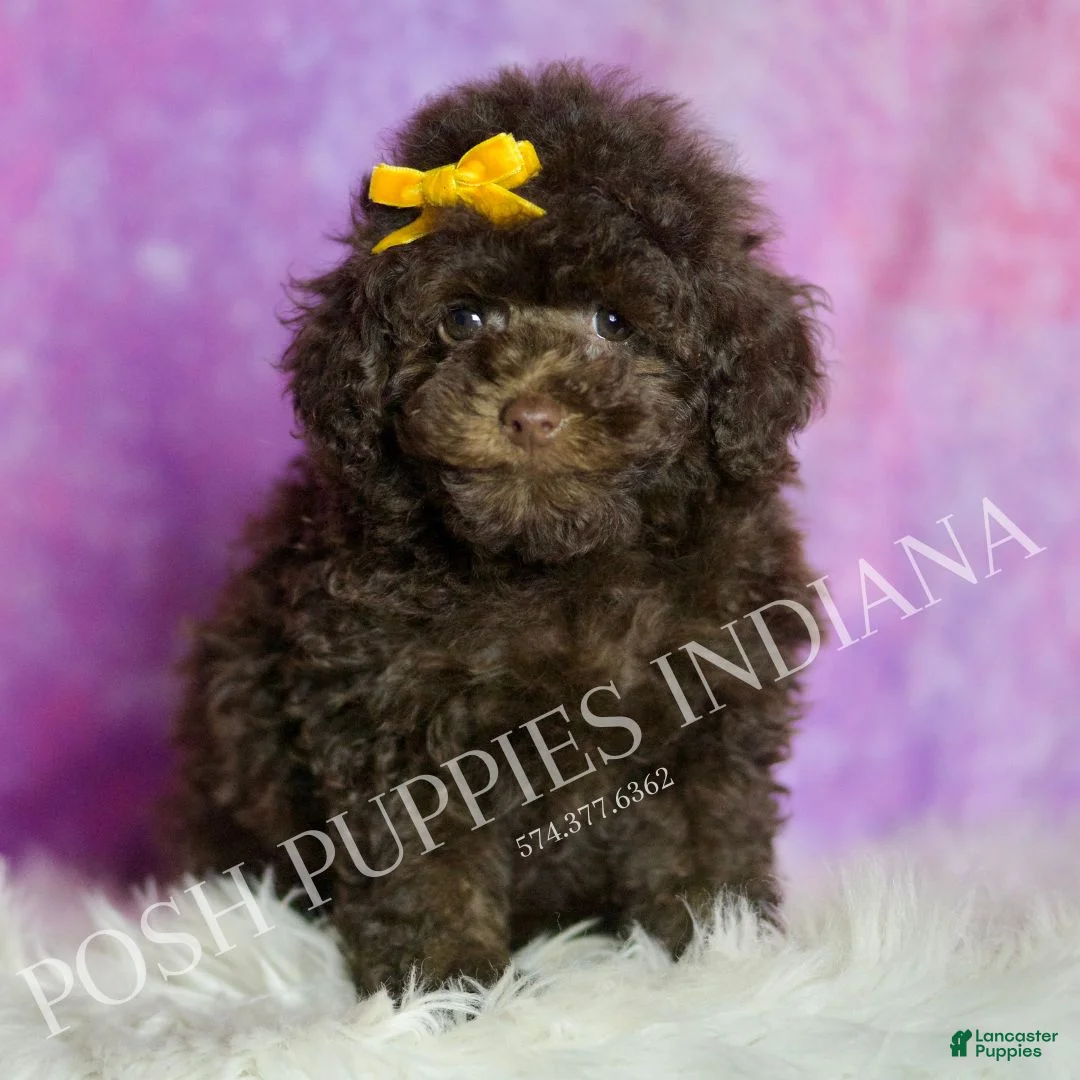 Standard Poodle dogs for sale: Scooter - Ad 2