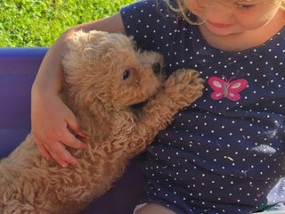 Miniature Poodle dogs - Ad 40