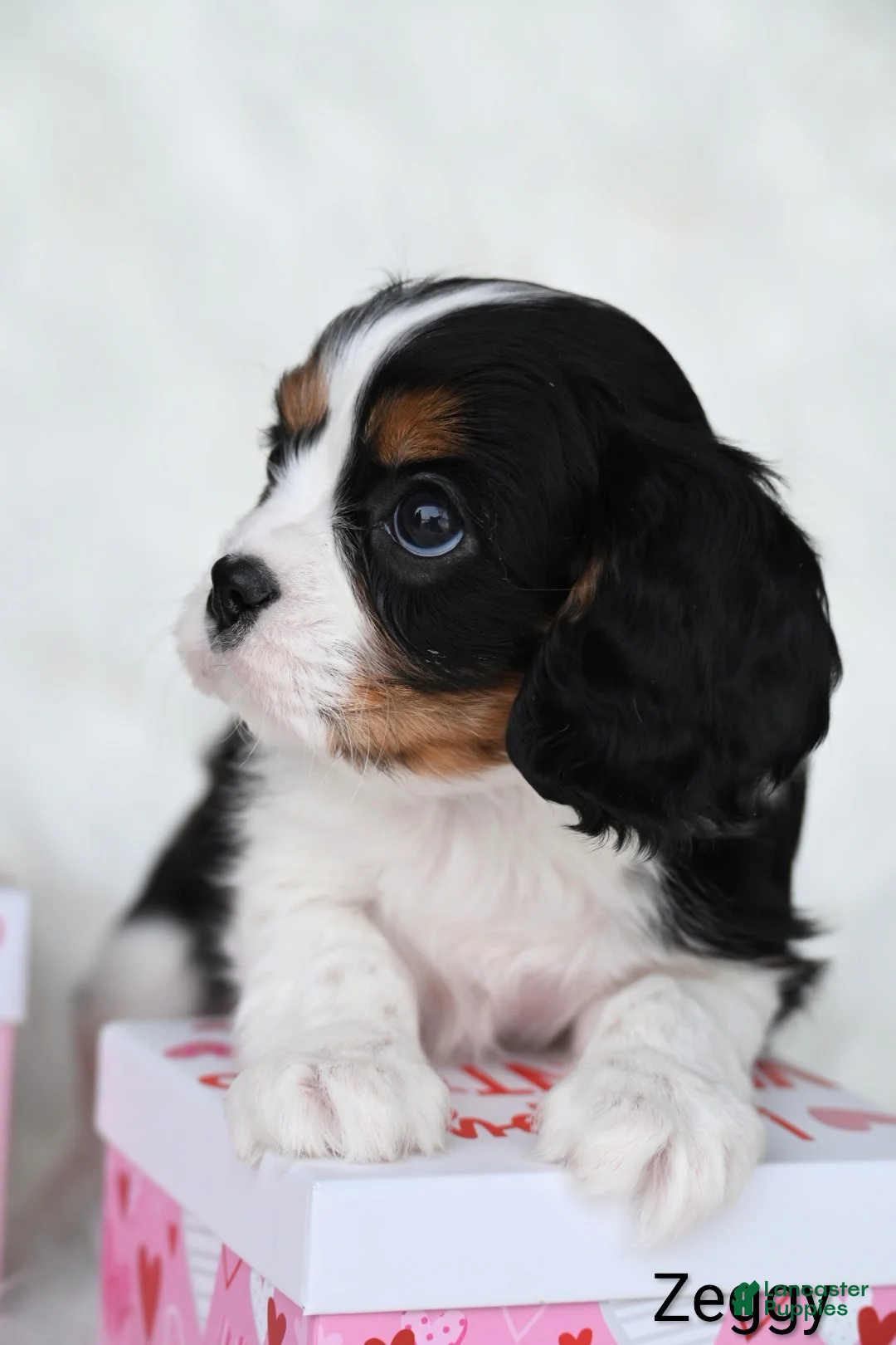 Cavalier King Charles Spaniel dogs for sale: Zeggy - Ad 3