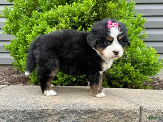 Bernese Mountain Dog dogs for sale: Heidi - Ad 2