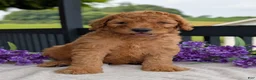 Goldendoodle dogs for sale: Archie  - Ad 7
