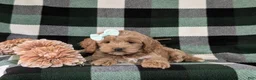 Cockapoo dogs for sale: Marlaina - Ad 5